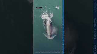 New Southern Resident orca calf seen in stunning NOAA drone video [upl. by Wordoow450]