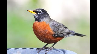 American Robin [upl. by Idolem]