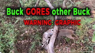 Archery SPINE SHOT  Buck gets GORED by ANOTHER BIG BUCK [upl. by Patten]