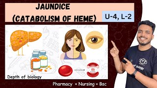 catabolism of heme  jaundice pathophysiology  catabolism of heme hyperbilirubinemia and jaundice [upl. by Alim730]