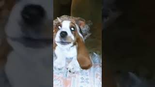 Tana The Basset Hound puppy is very playfuloh those sharp teethTanatheBassetHound [upl. by Strenta]