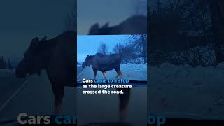 Watch Alaskan moose rules the road as it stops traffic Shorts [upl. by Hnahc]