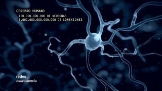 Redes 160 Cómo se conectan las neuronas  neurociencia [upl. by Ita]