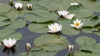 White Water Lily [upl. by Nnazus]