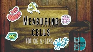 ALevel Biology  Measuring cells  Calibrate Eyepiece graticule Magnification Resolution [upl. by Alma]