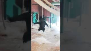 Gorilla vs my wife 😁 like cute subscribe funny youtube gorilla trending shortvideo wife [upl. by Eylhsa]