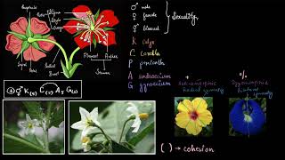 Floral formula  Plant kingdom  Biology class 11  Khan Academy [upl. by Christoper]