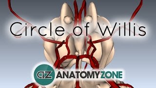 Circle of Willis  3D Anatomy Tutorial [upl. by Ssalguod40]