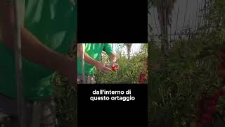 Procuriamoci SEMI GRATIS per la PRIMAVERA  GUARDA IL VIDEO COMPLETO SHORTS [upl. by Hirz]