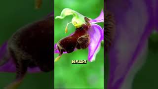 Natures Master of Disguise The Bee Orchids Intriguing Secret shorts [upl. by Cartan]