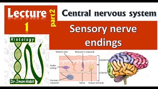 1bHistology of Sensory nerve endingsCNS [upl. by Prescott188]