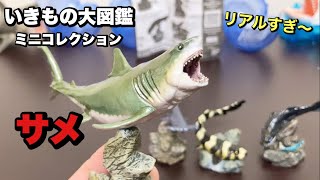 これはヤバい‼️いきもの大図鑑ミニコレクション【サメ】全4種開封！【ガチャガチャ】shark figure capsule toy [upl. by Anahpos16]