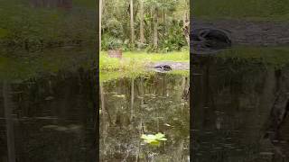 Small gator chilling on the bank in the wekiva river [upl. by Godfry467]