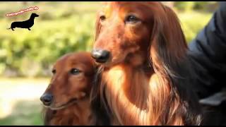 Ein Dackel  Kleiner Hund ganz groß Teil 4 [upl. by Hamlin]