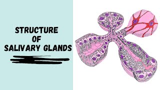 Structure of Salivary Glands [upl. by Perkins]