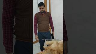 Dhundhte reh jaoge 🤣🤫 dog goldenretriever doglover puppy [upl. by Ennovyhc]