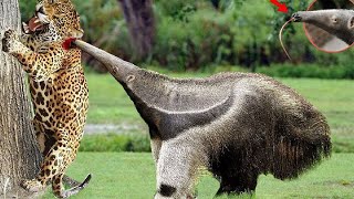 Giant anteater easily defeats jaguar with its long beak [upl. by Bodnar16]