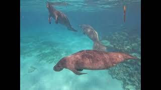 Manatees Ramon’s Village Divers Belize [upl. by Natanoy376]