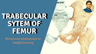 TRABECULAR SYSTEM OF FEMUR STRUCTURAL ADAPTATIONS TO WEIGHT BEARING [upl. by Harness]