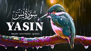 Surah Yasin Yaseen سورة يس  Heart Touching Recitation of Surah Yaseen  Imp Quran  Episode 63 [upl. by Aicatsue]