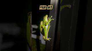 Tree Frogs Mating Everywhere 🐸 frog wildlife nature shorts [upl. by Lozano]