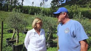 Azeite brasileiro Uma visita à Fazenda Maria da Fé [upl. by Spaulding618]