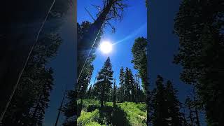 Winged Lodgepole Pine Seeds [upl. by Pantin25]