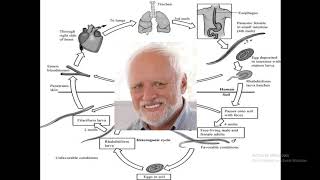 Strongyloides Stercoralis [upl. by Min938]