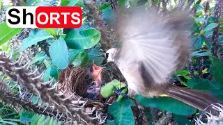 Yellowvented Bulbul Takes Good Care of the Young Bird – Chick Living Among Thorns Plant [upl. by Johnnie]