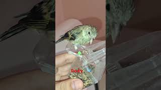 Dody eating on my hand birds goldfinch dodo dody pets z dodel [upl. by Ulla]