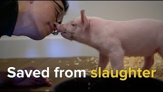 Rescuing Animals Moments From Slaughter [upl. by Wernher]