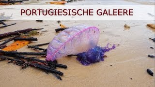 Portugiesische Galeere  Giftquallen [upl. by Ahseryt]