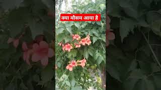 agri song quotkya mosam aya h sort stetas agri [upl. by Mohorva]