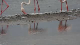 Greater Flamingo Fenicottero rosa Phoenicopterus roseus [upl. by Nelluc]