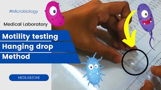 Motility Test Microbiology  Hanging Drop Method Bacterial Identification Test [upl. by Suiramaj]