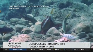 Octopus seen punching fish to keep them in line [upl. by Barden]