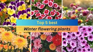 Top 5 best winter flowering plants  easy to care winter flowering plants at home [upl. by Ailiec]