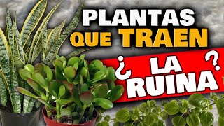 PLANTAS que DRENAN TU ENERGIA o TRAEN MALA SUERTE Debemos SACARLAS DE CASA  Hogar y jardin [upl. by Ultan263]