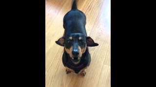 Cute Sausage Dog Dachshund barking and whining crying looking attention guaranteed head tilt puppy [upl. by Placidia]