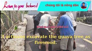 KHAI QUUẬT CÂY ỐI THẾ CỦI  3 artisans exploit the guava tree for firewood [upl. by Notnilc]