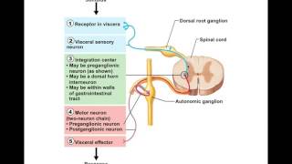 Chapter 145 Visceral Reflexes BIO201 [upl. by Adria]