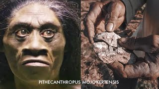 Ternyata Begini Jejak Manusia Purba PITHECANTHROPUS MOJOKERTENSIS Manusia Kera Dari Mojokerto [upl. by Raleigh]