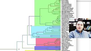 FigTree Explanation Video [upl. by Nolrac]