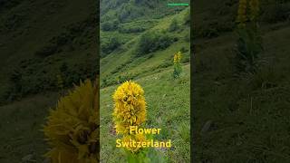 Beautiful on Swiss Alps shorts hike switzerland alp [upl. by Ames]