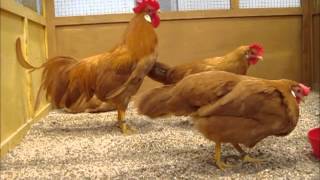 Leghorn bantam buff ZwergItaliener gelb Europaschau 2012 [upl. by Hayton]