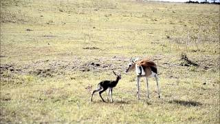 Baby Thompsons gazelles first steps in life [upl. by Hephzipa65]