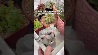 When its cold outside bring your succulents inside succulents winter plants succulentcare [upl. by Dlorah]