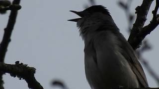 Le chant de la fauvette à tête noire Sylvia atricapilla un mâle [upl. by Bound304]