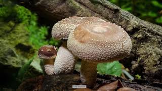 Timelapse SHIITAKE  香蕈  しいたけ  Lentinula mushroom growing [upl. by Lednahc]