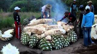 Cooking Maguey agave for Mezcal at the Mezcal Real Minero in Oaxaca Mexico [upl. by Tella]